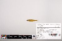 Notropis heterolepis image