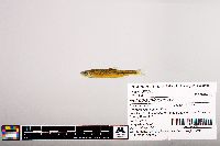 Notropis micropteryx image
