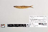 Osmerus mordax image