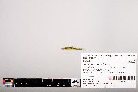 Notropis heterolepis image