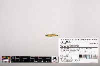 Notropis heterolepis image