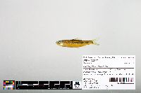 Notropis hudsonius image
