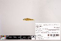 Notropis stramineus image