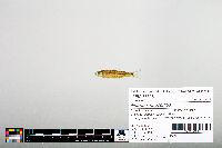 Notropis hudsonius image