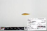 Notropis chiliticus image
