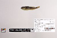 Cottus carolinae image