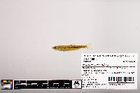 Notropis micropteryx image