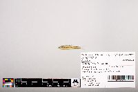 Notropis heterolepis image