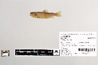 Salmo trutta image