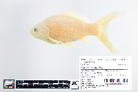 Carassius auratus image