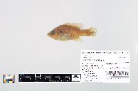 Lepomis cyanellus image