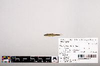 Notropis heterolepis image