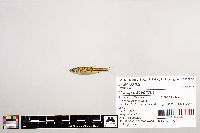 Image of Notropis scepticus