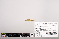 Notropis heterolepis image