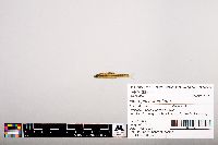 Notropis heterolepis image