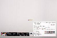 Notropis heterolepis image