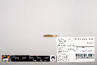 Notropis heterolepis image