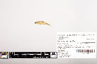 Notropis volucellus image