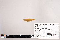 Notropis stramineus image