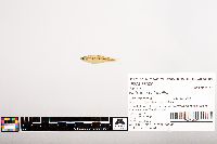 Notropis volucellus image
