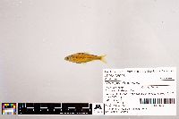 Notropis stramineus image