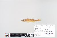 Sander vitreus image