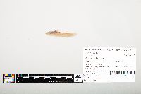 Noturus flavus image