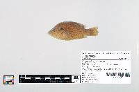 Lepomis cyanellus image