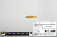Notropis boops image