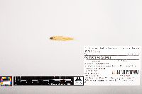 Notropis volucellus image
