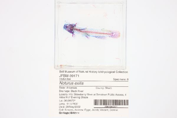 Noturus image