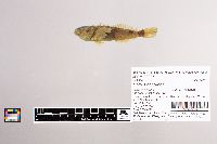Cottus carolinae image