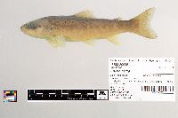 Salmo trutta image