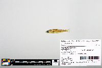 Notropis boops image