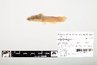 Noturus flavus image