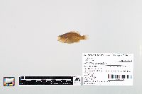 Lepomis cyanellus image