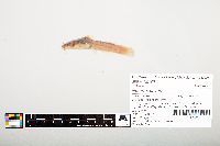 Noturus flavus image
