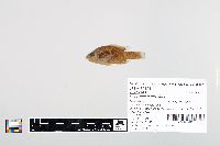 Lepomis cyanellus image