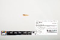 Noturus flavus image