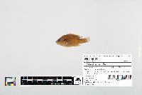 Lepomis cyanellus image