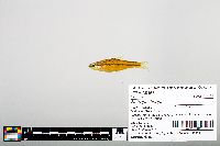 Notropis boops image