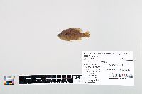 Lepomis cyanellus image