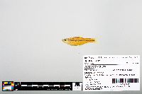Notropis boops image
