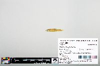 Notropis greenei image