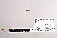 Cottus carolinae image
