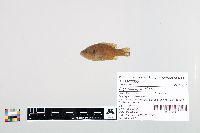 Lepomis cyanellus image