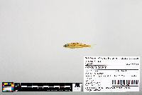Notropis boops image