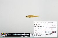 Notropis greenei image