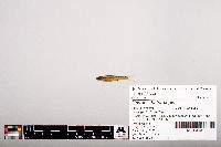 Notropis heterolepis image