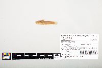 Noturus flavus image